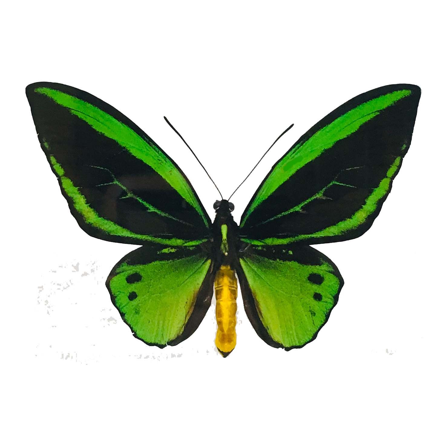 Ornithoptera priamus sous cadre