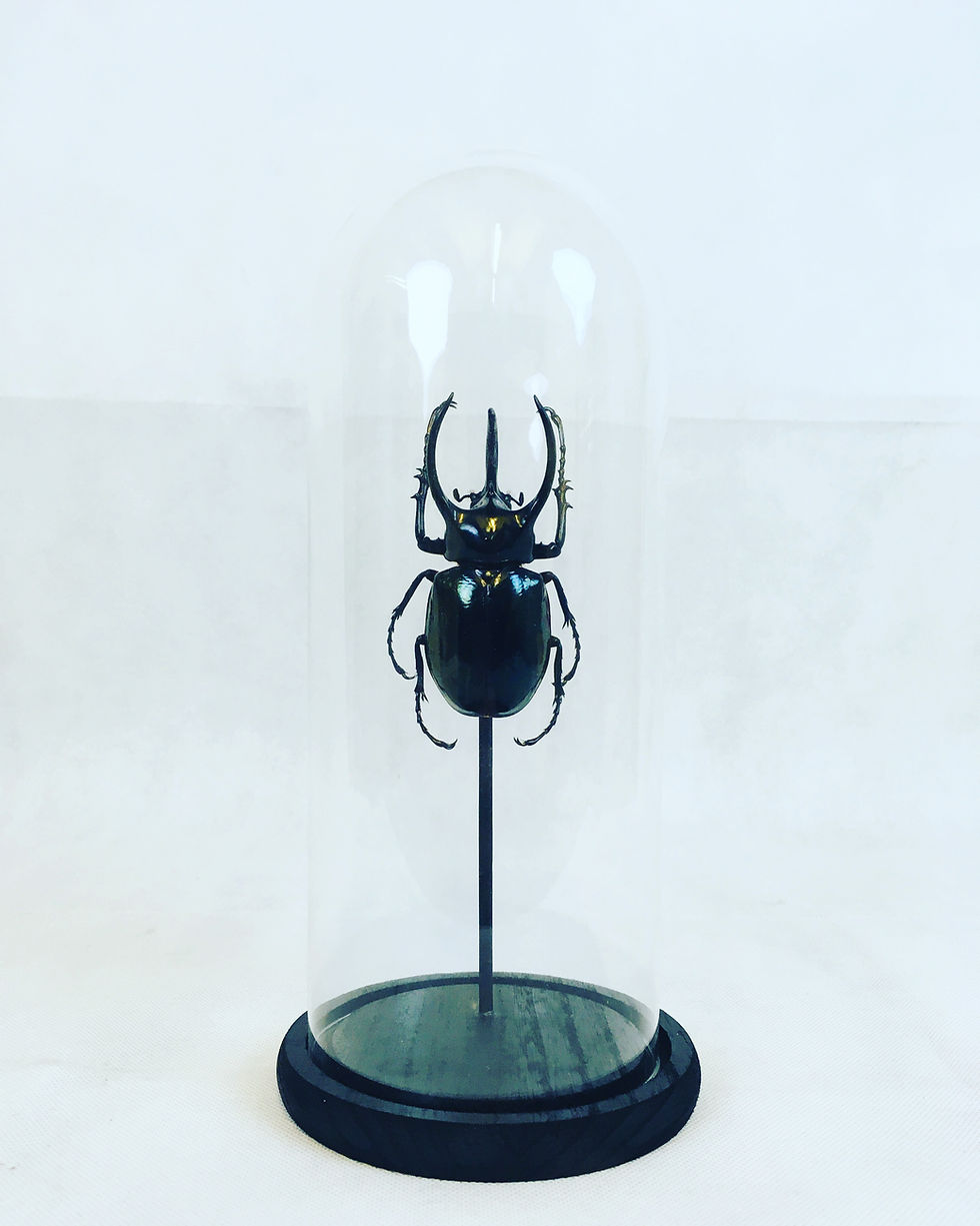 Thumbnail: Chalcosoma atlas sous dôme