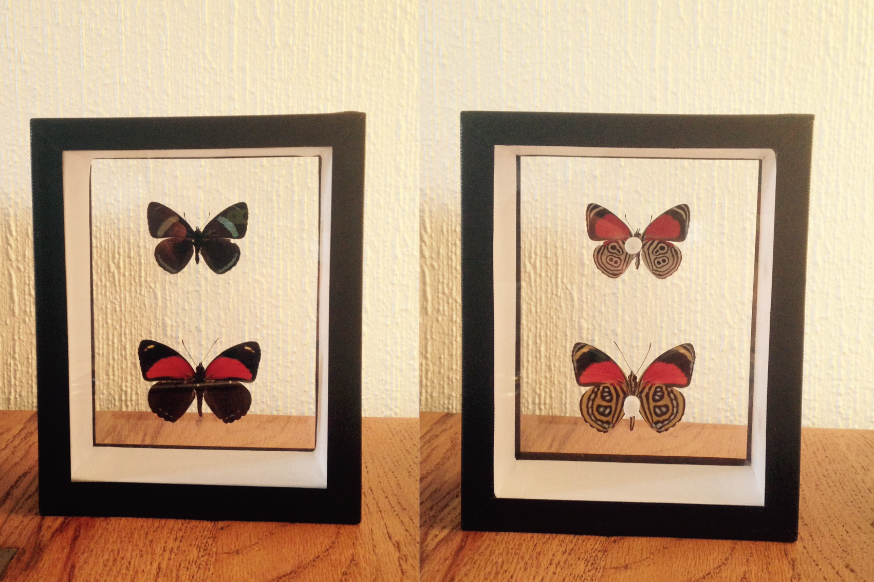 Deux petits papillons