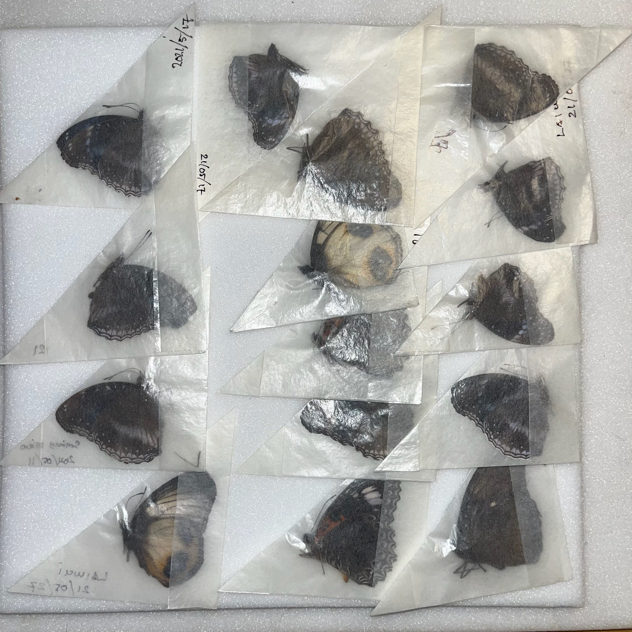 Nymphalidae Mix - Obi Isl. - Indonesia
