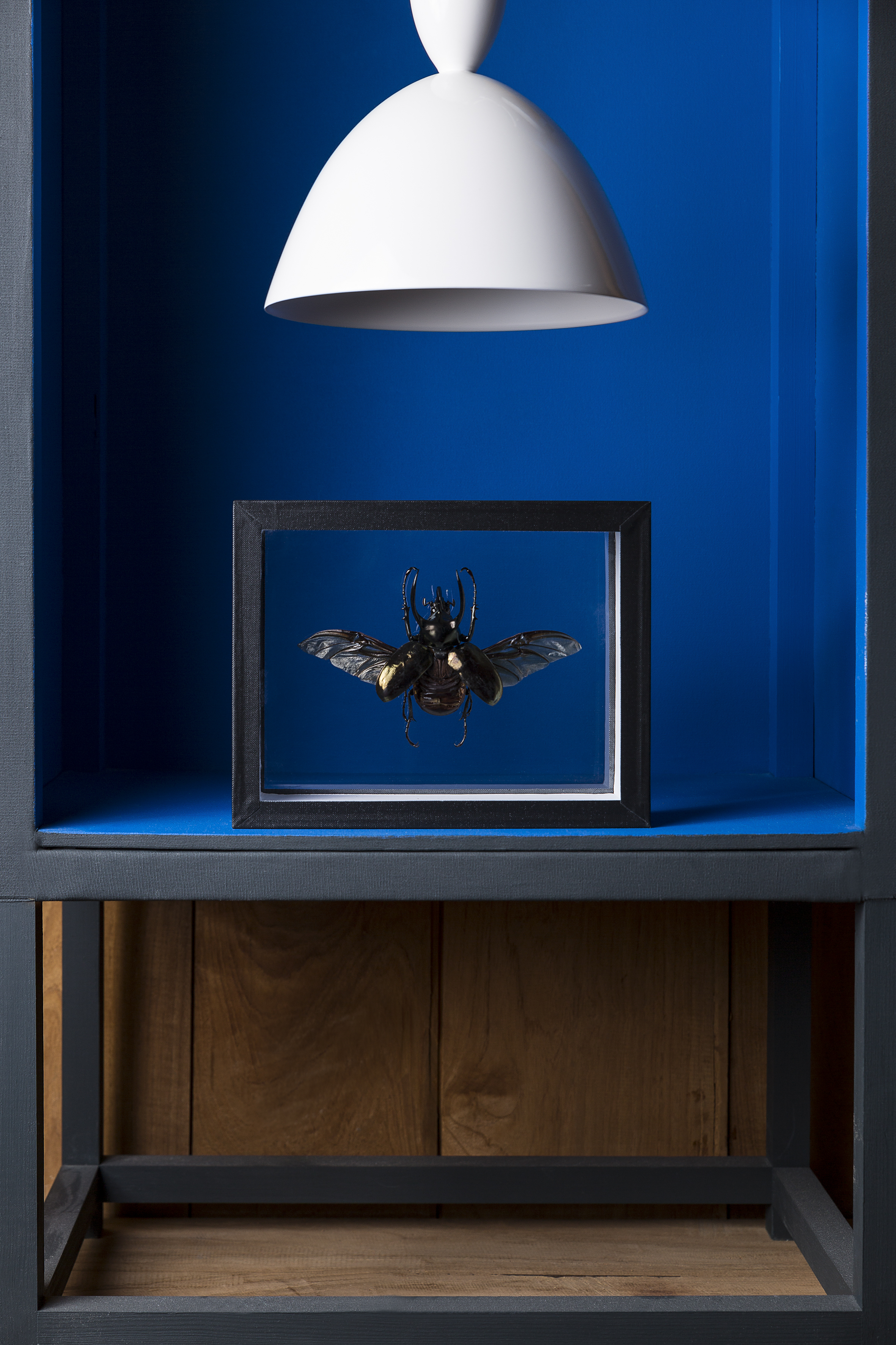 Chalcosoma Atlas