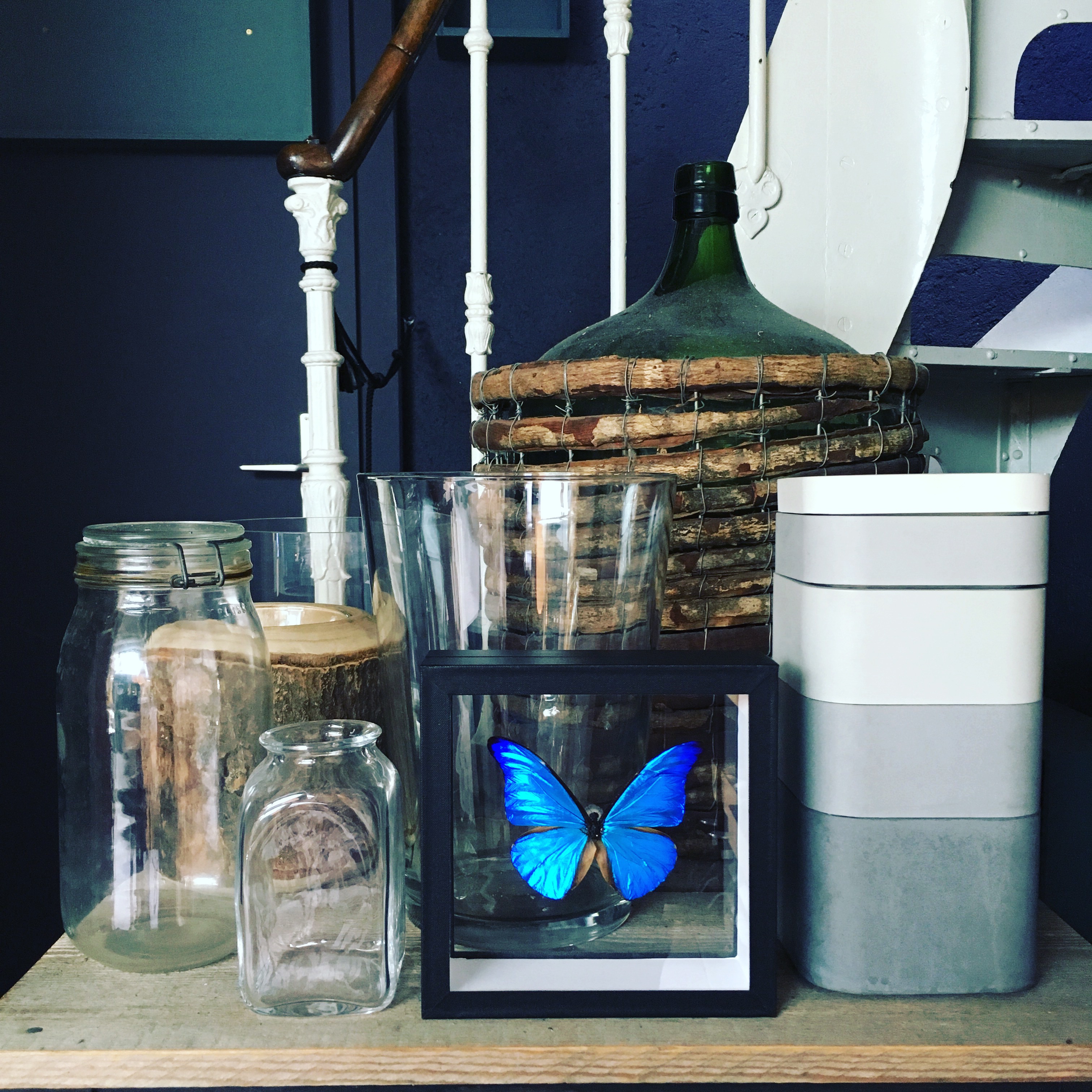 Morpho Rhetenor