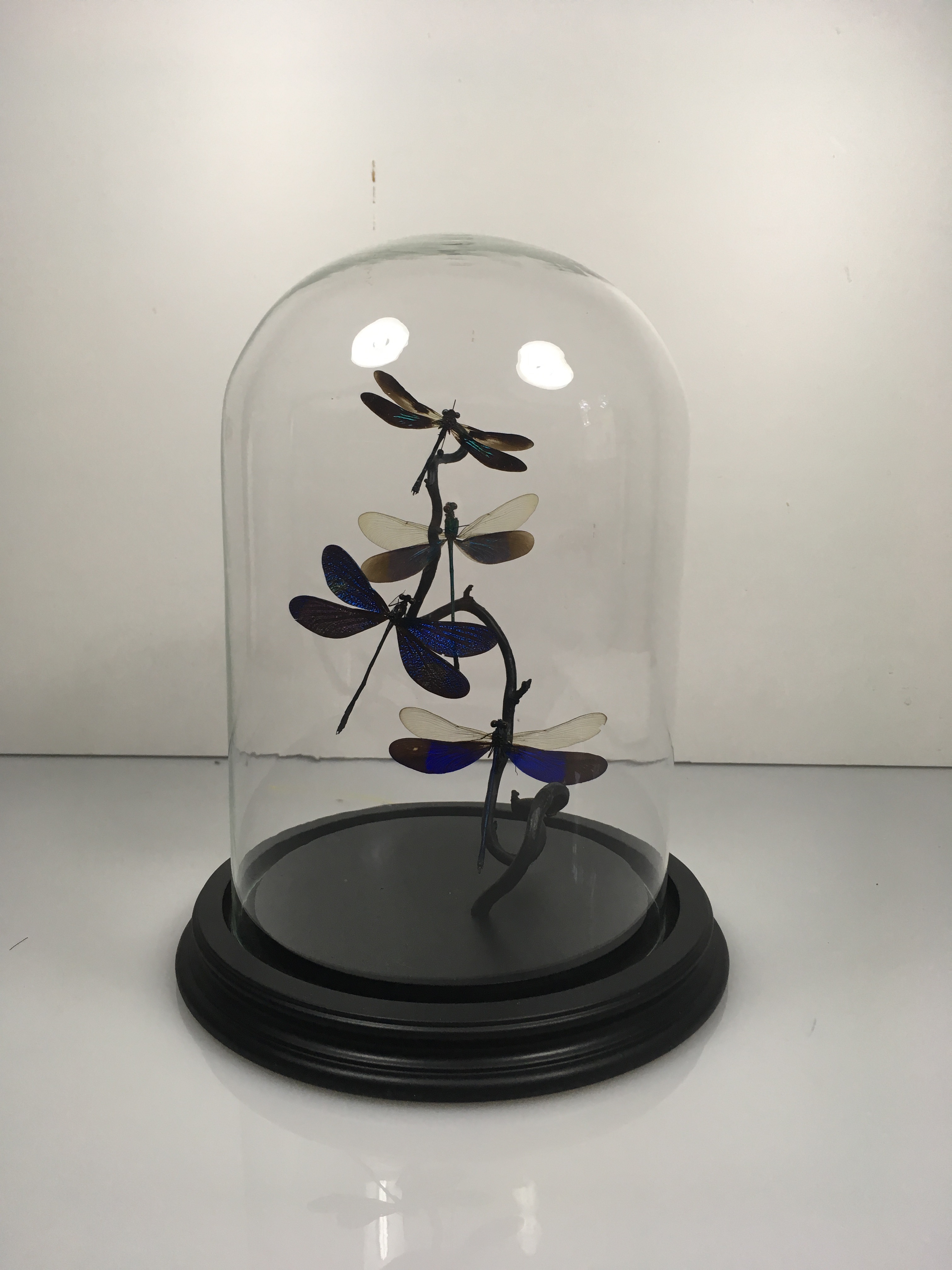 Dragonflies Dome