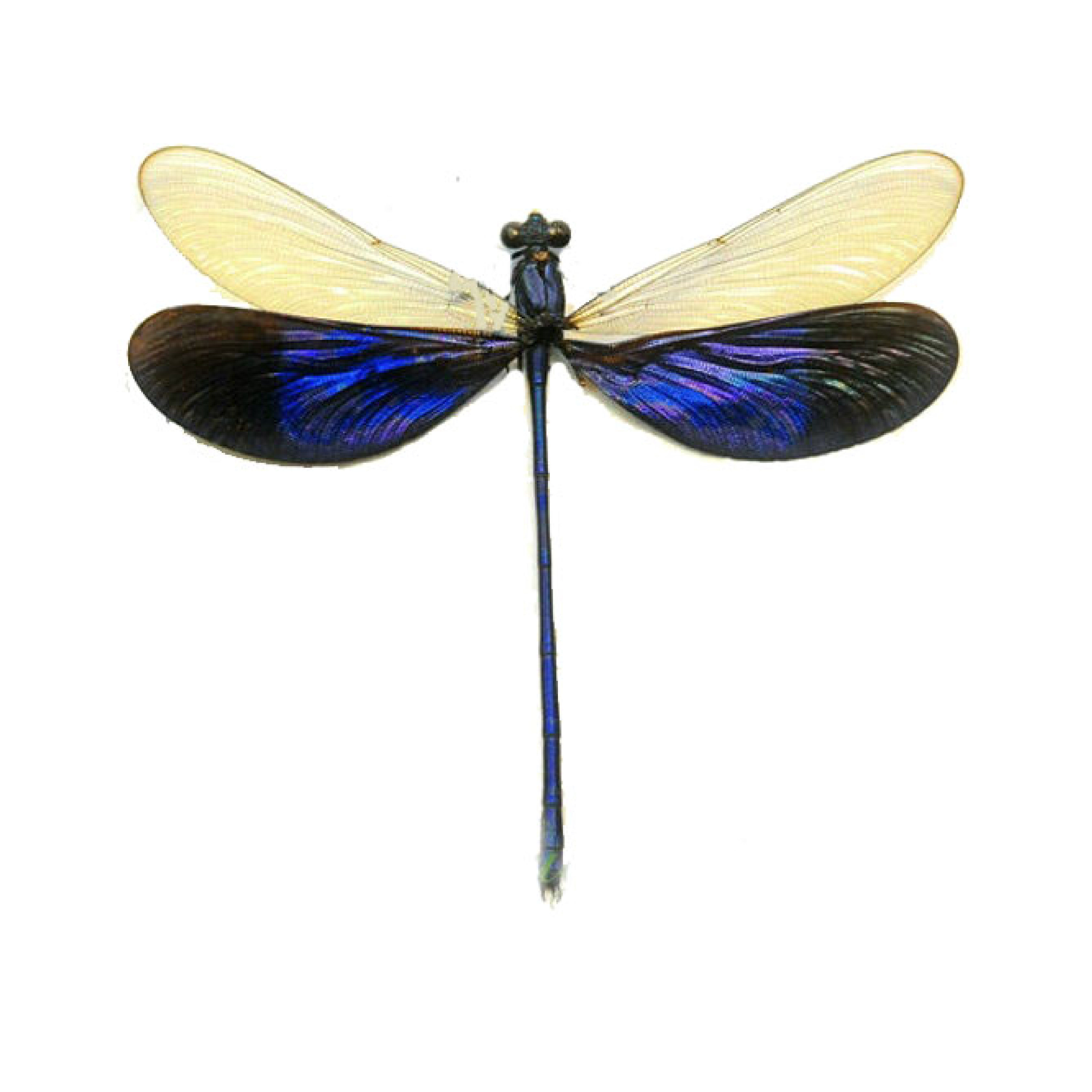 Libellule bleue sous cadre