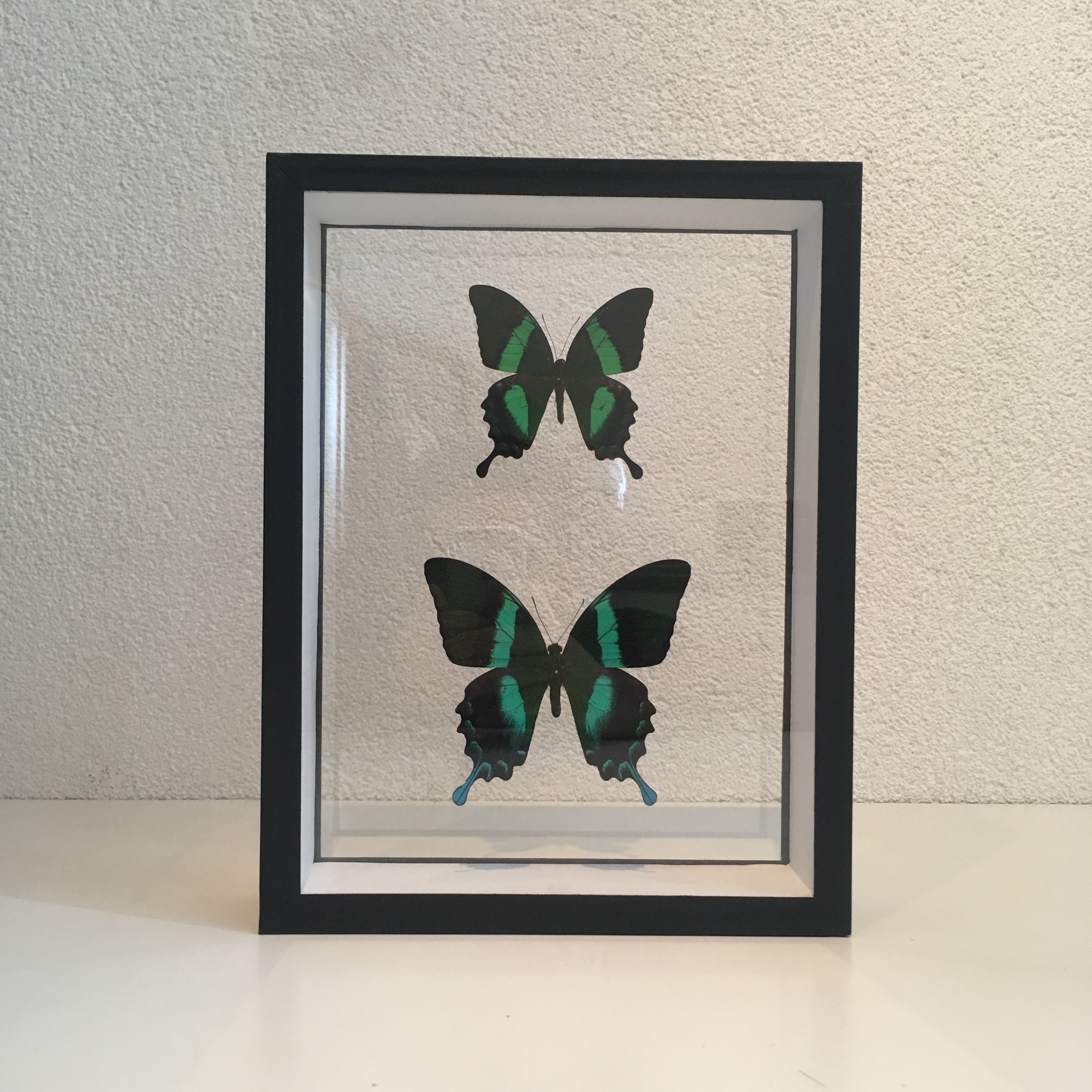 Deux papillons verts