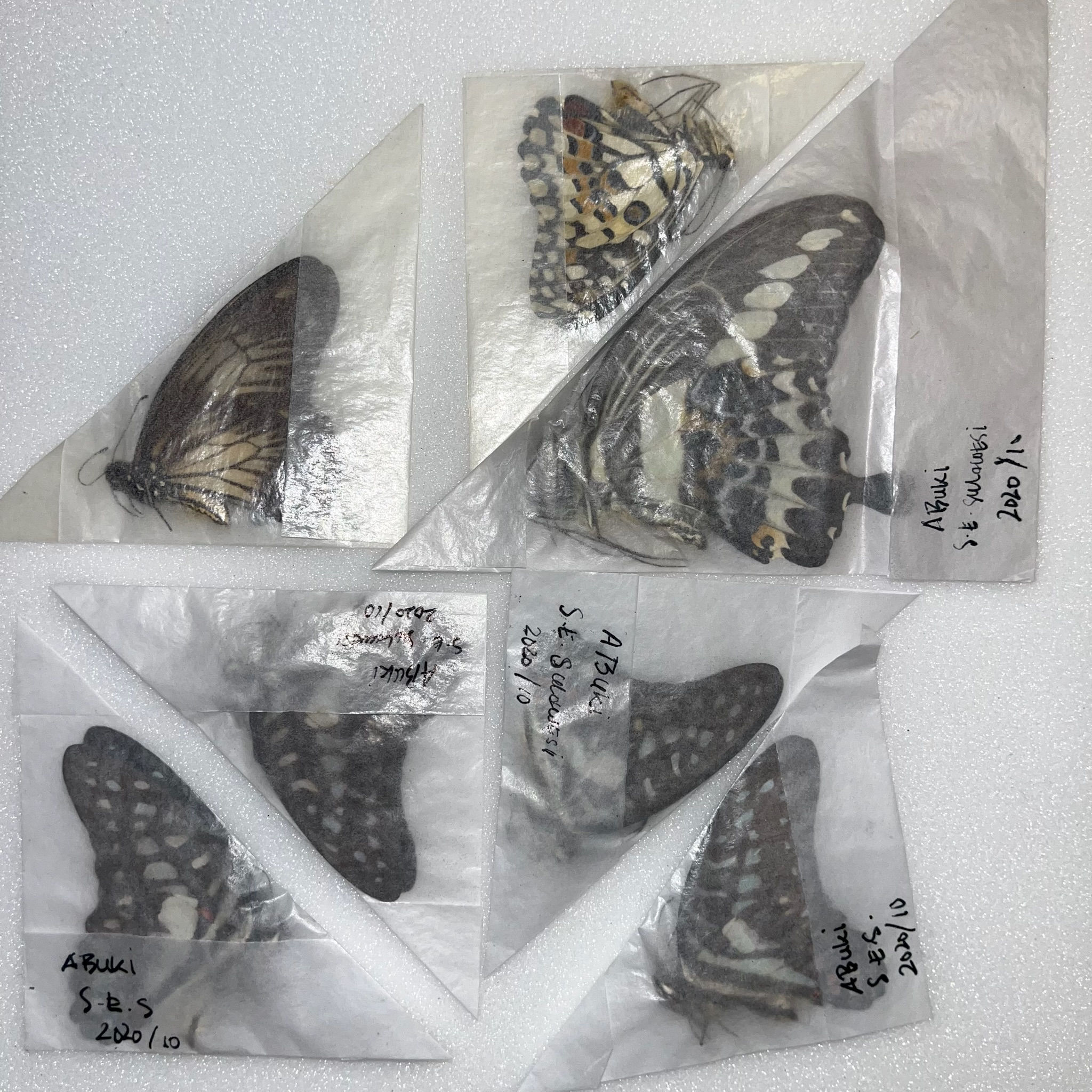 Papilionidae Mix - Sulawesi Isl. - Indonesia