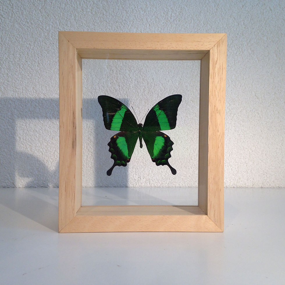 Thumbnail: Papilio palinurus sous cadre