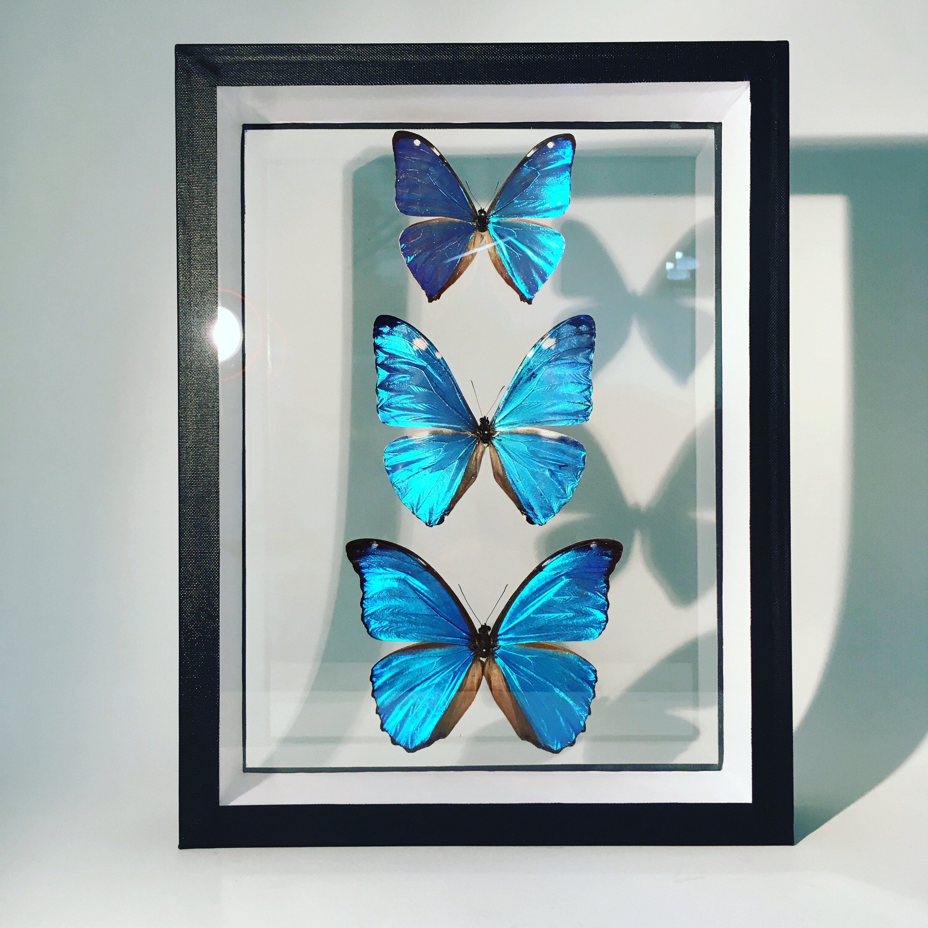 Trois Morphos