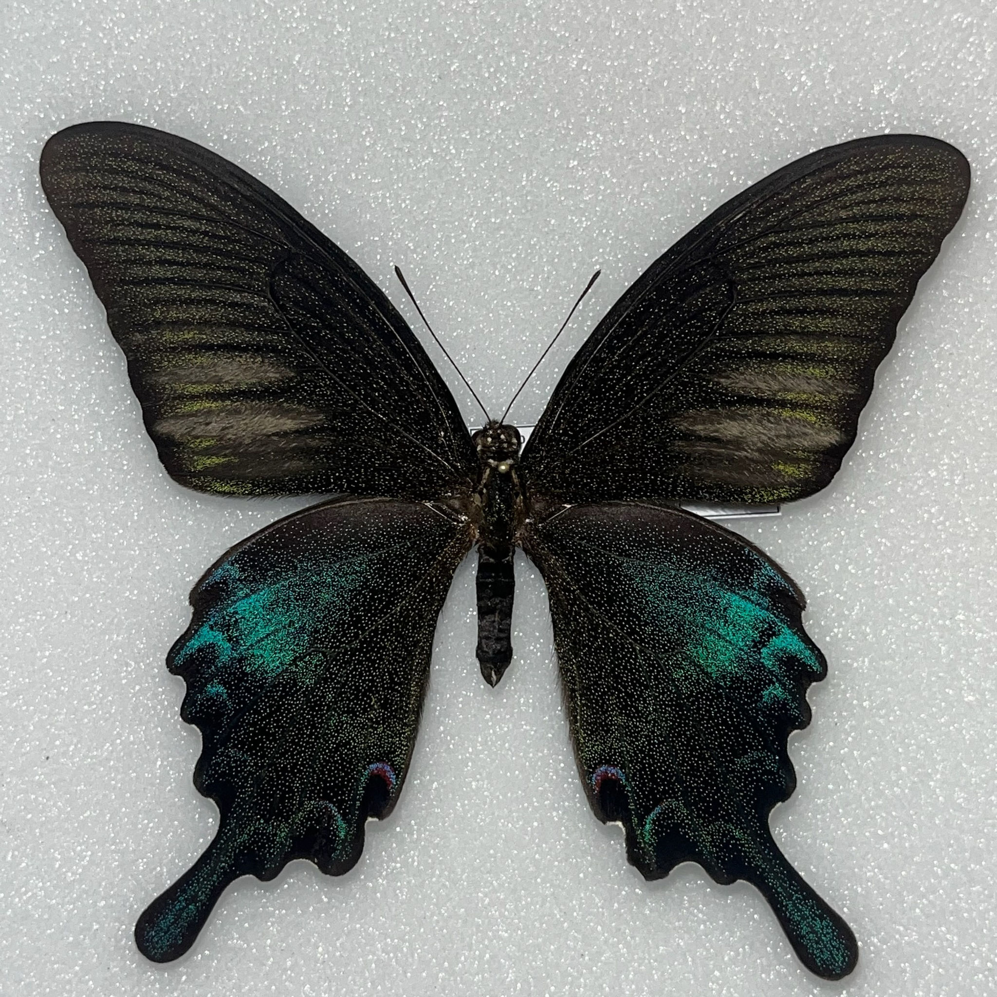HYBRID Papilio bianor M (triumphator x thrasymedes)