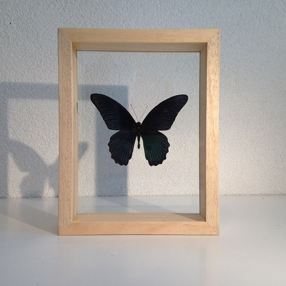 Thumbnail: Papilio memnon mâle sous cadre