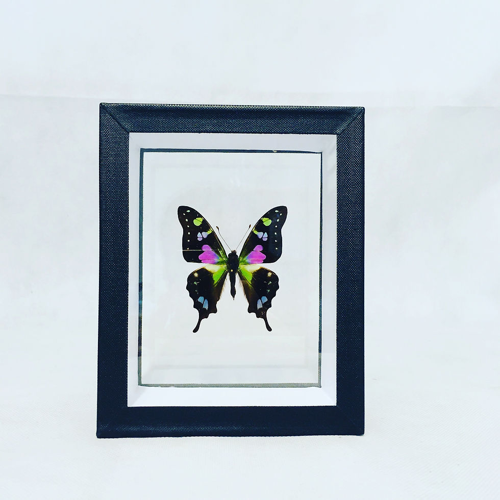 Graphium weiskei sous cadre noir