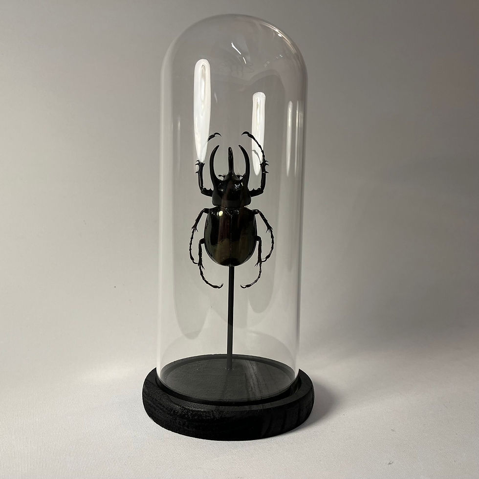 Thumbnail: Chalcosoma atlas sous dôme