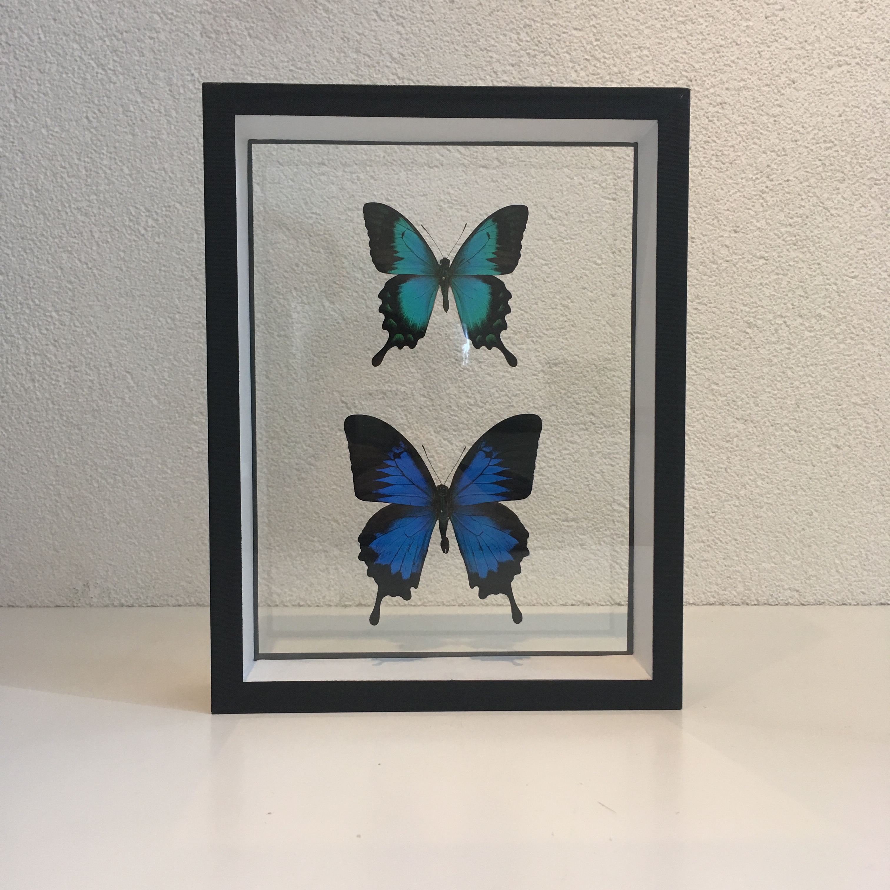 Deux papillons bleus
