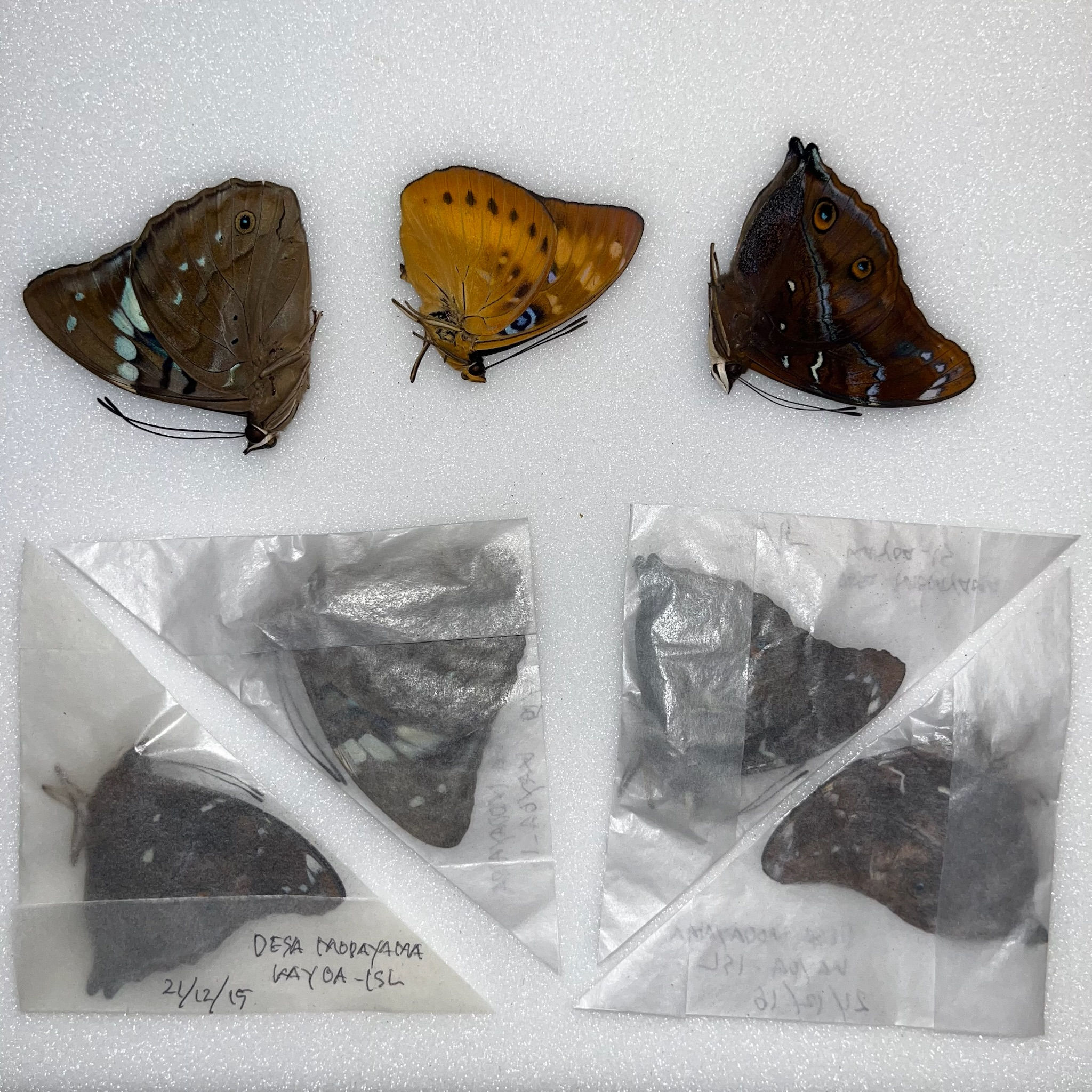 Nymphalidae Mix - Kajoa Isl. - Indonesia