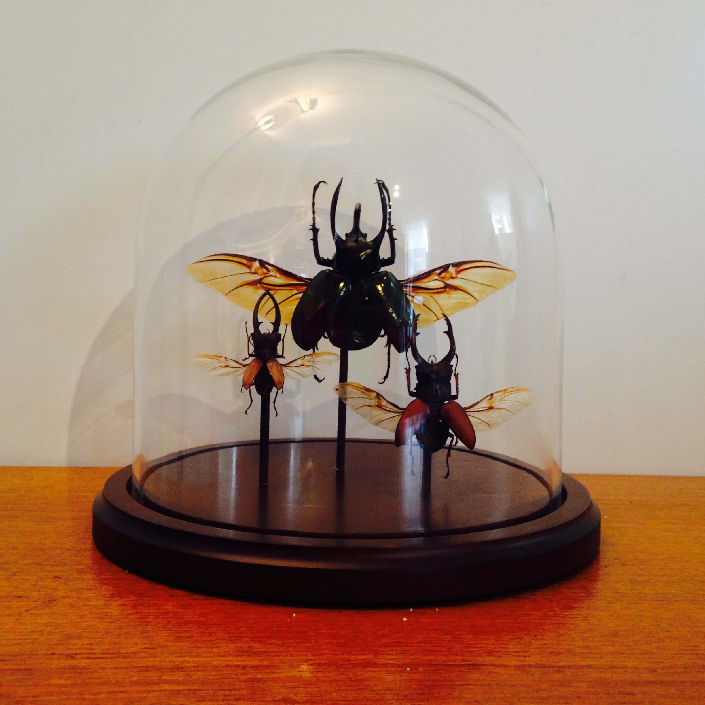 Coleopter glass dome