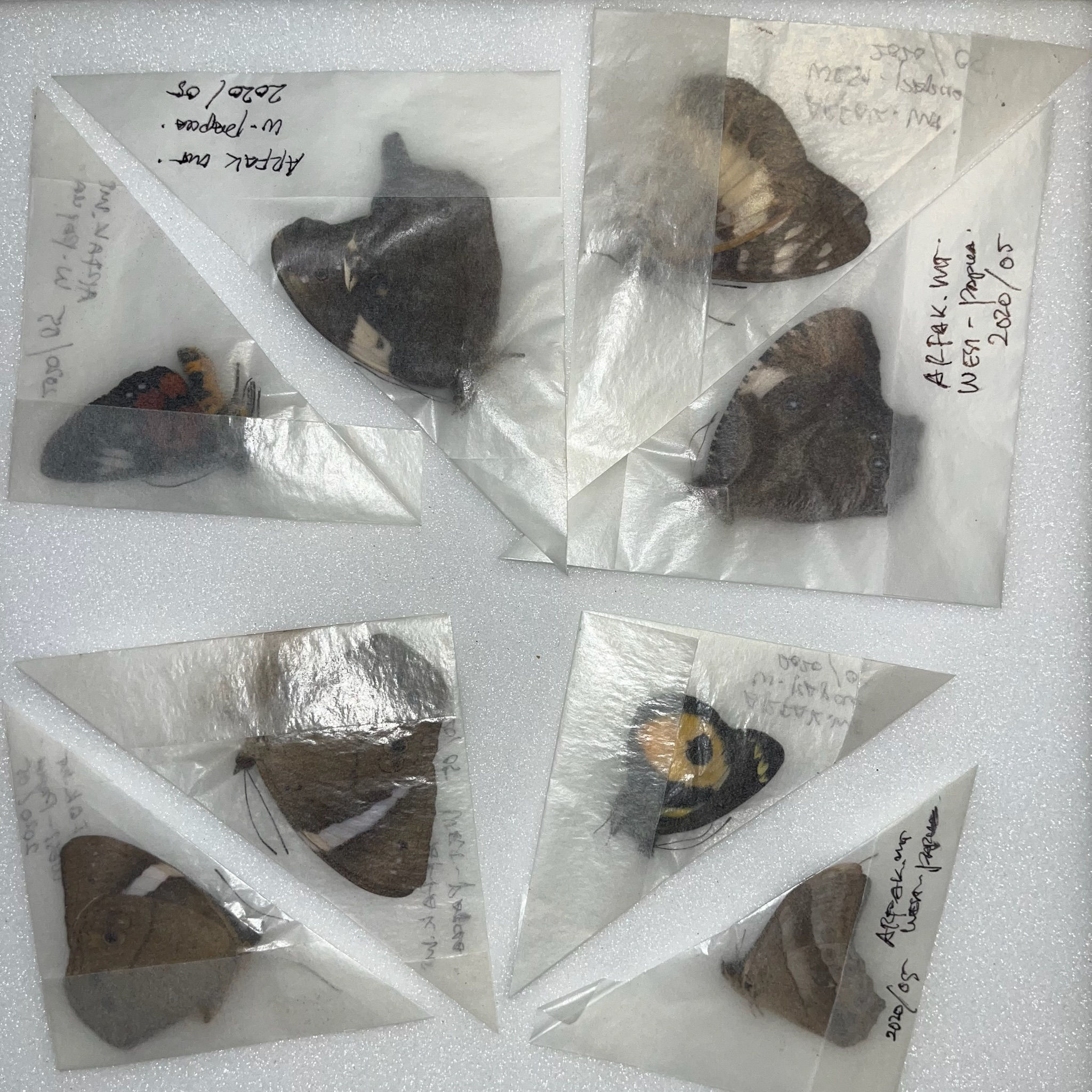 Lepidopterae Mix - Arfak Mts. - W. Irian - Indonesia