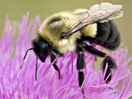 IPM Facilities Strengthens Biodiversity Commitment Through Partnerships