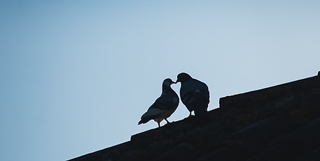 Deux pigeons sur un toit, le contact de leurs becs formant un coeur.