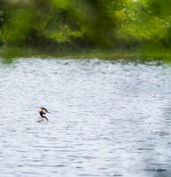 Grèbe huppé sur un lac.