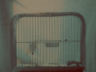 Pajarito