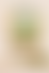 The Miracle Plant Moringa: From South Indian Backyards to the World’s Superfood