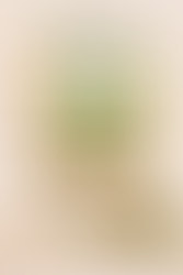 The Miracle Plant Moringa: From South Indian Backyards to the World’s Superfood