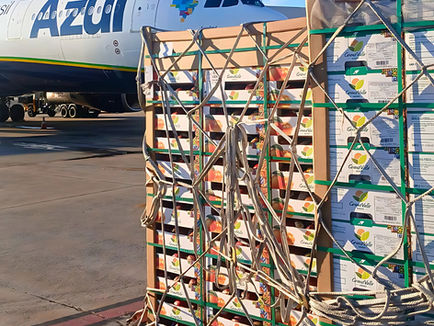 Azul Cargo transporta 100 toneladas de frutas para Portugal