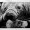 Thumbnail: Manatee, Original Charcoal Drawing