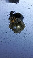 千葉蜂駆除センター 八千代 ハチ ハチ駆除.jpg