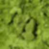 matcha 1_edited.jpg