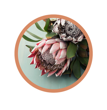 Image of protea flower in bloom