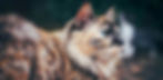 Féline Harmony vous aide à résoudre les troubles du chat : malpropreté, agressivité, griffades, stress… Pour une relation apaisée et harmonieuse.