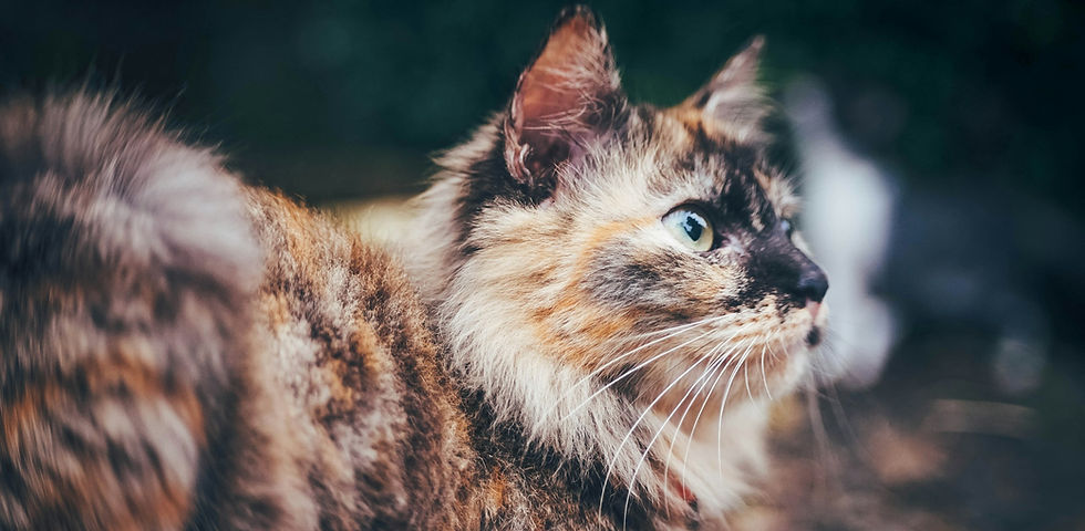 Féline Harmony vous aide à résoudre les troubles du chat : malpropreté, agressivité, griffades, stress… Pour une relation apaisée et harmonieuse.