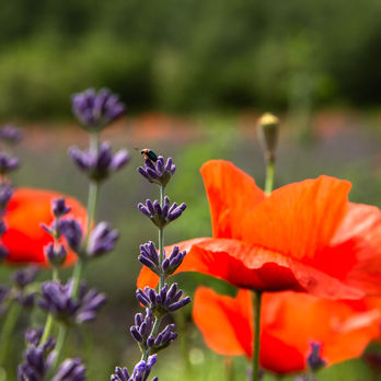 Bruno Bérenguer Photographie