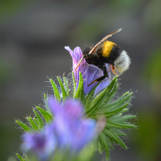 Bombus terrestris