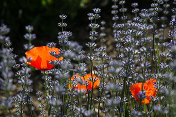 Bruno Bérenguer Photographie