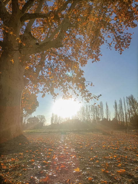 Le Rucher des Platanes
