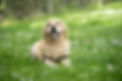 Laure CHRISTAU, Educateur canin, dresseur de chiens, Loir et Cher (41)