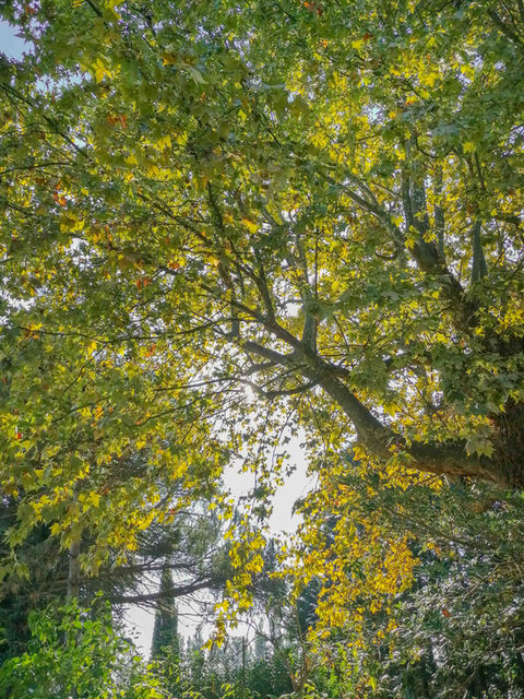Le Rucher des Platanes