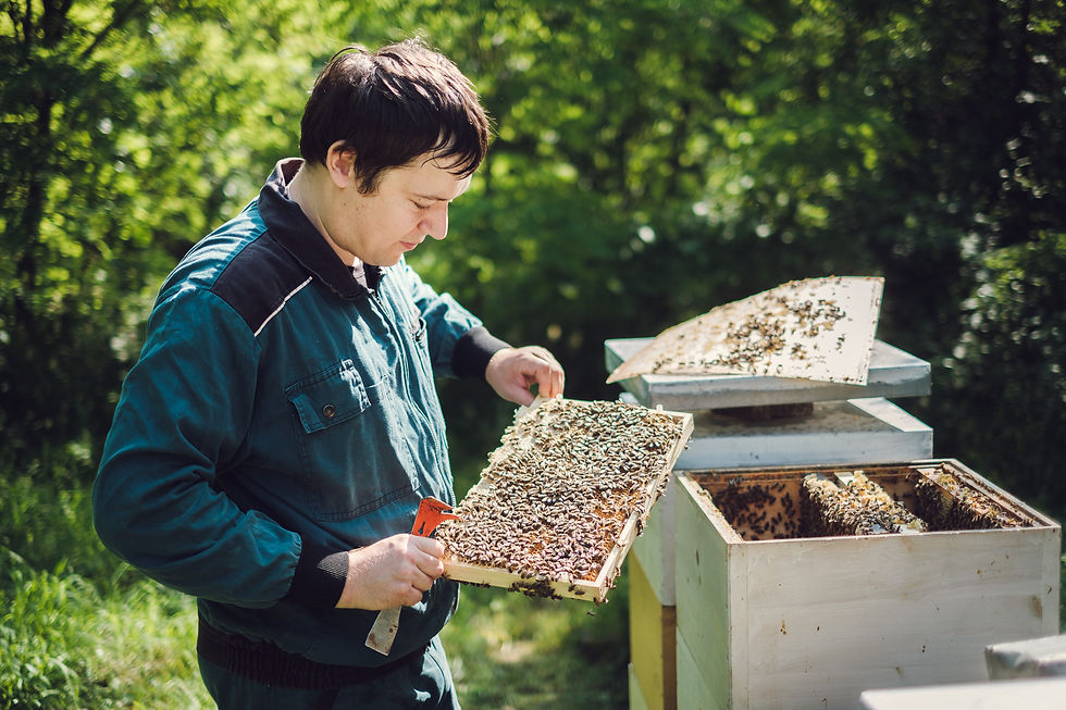 Miniatura: Inseminované matky