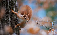 squirrel.jpg