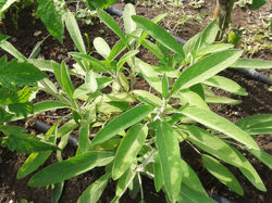 2015-05-28 09.04.29.jpg