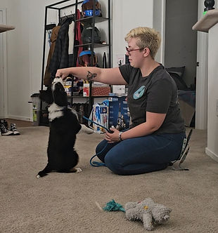 in home puppy training las vegas