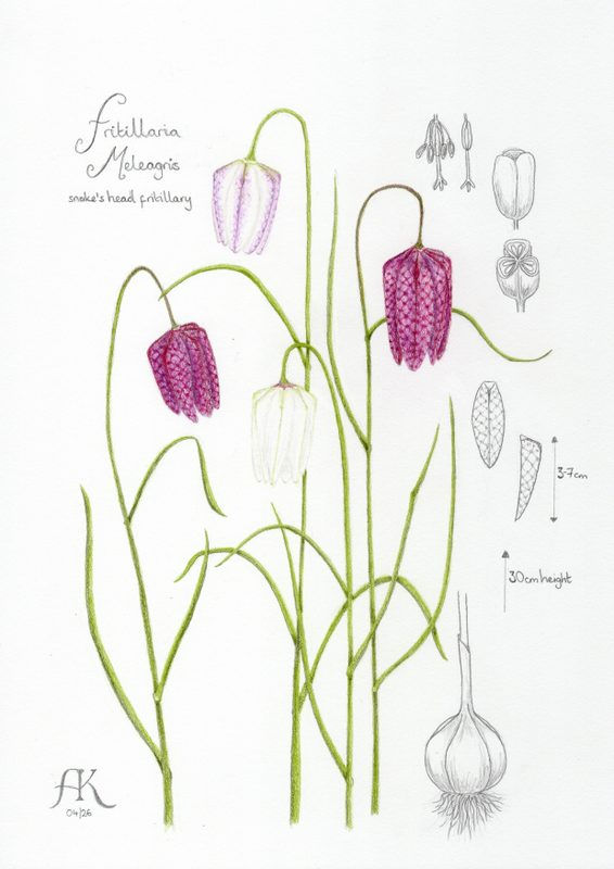 Fritillary