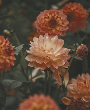 Orange Dahlia_edited.jpg