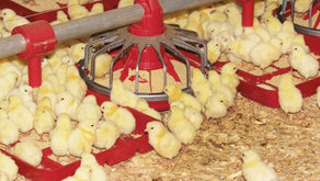 Understanding Seven-Day Mortality in Poultry Production
