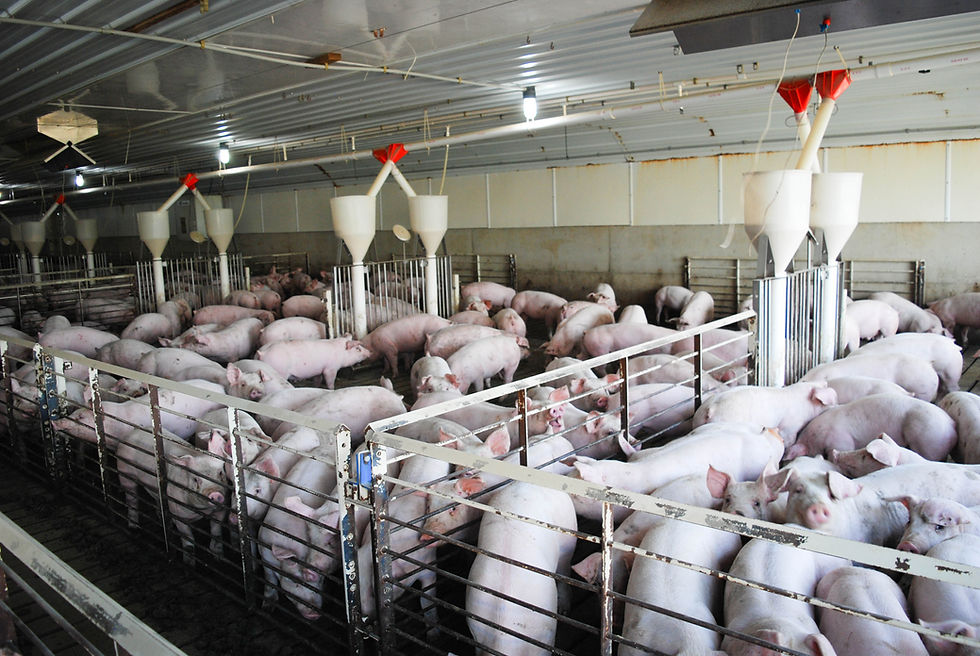 Grow-finish pigs in a barn