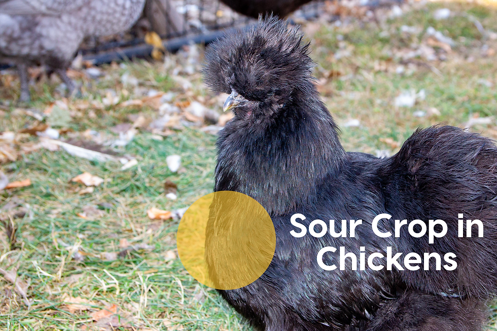 black silkie chicken with a highlight on the photo showing where the crop is and text explaining sour crop in chickens