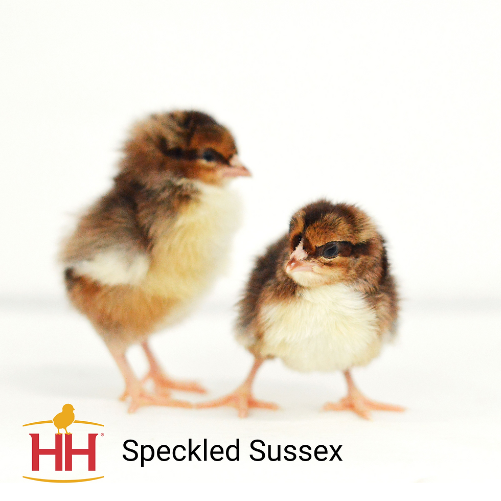 Two Speckled Sussex chicks