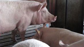Feeding Sows for Success During Gestation